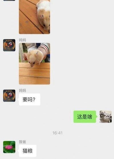 这是一张微信家庭群的聊天记录截图，首先有人发送了一张浅黄白色仓鼠趴在木质板材上的照片，接着备注为“妈妈”的账号发送了第二张人手托着同一只仓鼠举到木栏杆旁的照片，随后妈妈发送消息询问“要吗？”，发帖人回复询问“这是啥”，最后备注为“我爸”的账号给出了离谱回答“猫粮”，闹出了把仓鼠误认成猫粮的搞笑误会。