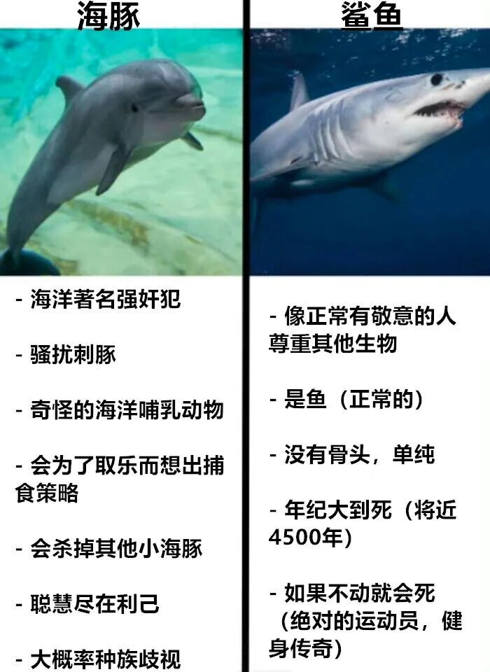 海豚