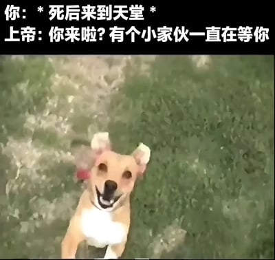 图片上方为黑色背景白色文字，内容是“你：*死后来到天堂* 上帝：你来啦? 有个小家伙一直在等你”。下方是一张实拍照片，画面中是一只浅棕色、胸部有白色毛发的狗，它正抬头望向镜头，嘴巴张开，露出开心的表情，背景是绿色的草地。整体场景营造出一种温暖感人的氛围，暗示人死后在天堂与生前宠物重逢的美好想象。