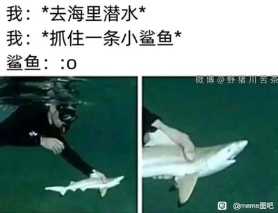 这是一张利用视觉错觉制造笑点的左右拼接静态梗图。左侧画面呈现一位身着潜水服、佩戴面镜的潜水员在水下环境中，伸手抓住了一条看起来体型迷你的鲨鱼；右侧画面为近距离特写，揭示出真相——潜水员抓住的其实是一条体型庞大的鲨鱼的头部前端，由于远看时鲨鱼头部和身体的比例视觉差，造成了“抓住小鲨鱼”的误会。图中搭配的三段对话文字模拟了场景中的角色心理与反应：“我：*去海里潜水*”描述行为背景，“我：*抓住一条小鲨鱼*”展现潜水员的误判，“鲨鱼：:O”用惊讶的表情符号强化了这个误会的滑稽感，让整个场景充满反差幽默，生动呈现了因视觉错觉引发的搞笑乌龙事件。