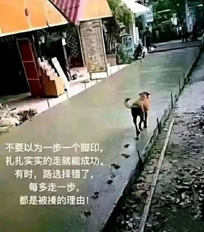 图片展示了一只狗在雨后湿滑的街道上行走，地面上留下了一串清晰的脚印。狗的前方是一条看似可以通行的道路，但图片左侧叠加了一段白色文字：“不要以为一步一个脚印，扎扎实实的走就能成功。有时，路选择错了，每多走一步，都是被揍的理由！”。整体通过狗子认真走路却可能选错方向的场景，幽默地隐喻了现实生活中“努力方向错误则徒劳无功”的道理，带有讽刺和警示意味。