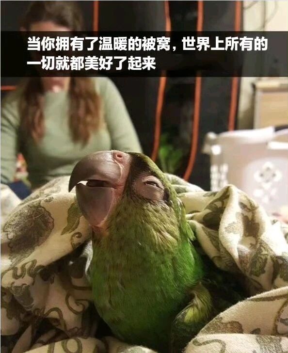 绿鹦鹉