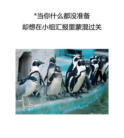这张趣味梗图由上方文字和下方真实动物照片组成，上方配文“当你什么都没准备却想在小组汇报里蒙混过关”，下方照片展示了动物园水池边的场景：一群企鹅整齐站在平台上，其中混进了一只外形带有黑白配色的夜鹭，它模仿企鹅的姿态站在队伍中，试图伪装成企鹅的一员。这一场景精准对应了文字描述的状态，生动调侃了在小组合作、团队汇报中，没做准备却想靠混在人群里蒙混过关的划水摸鱼行为，戳中了学生和职场人的共鸣点。