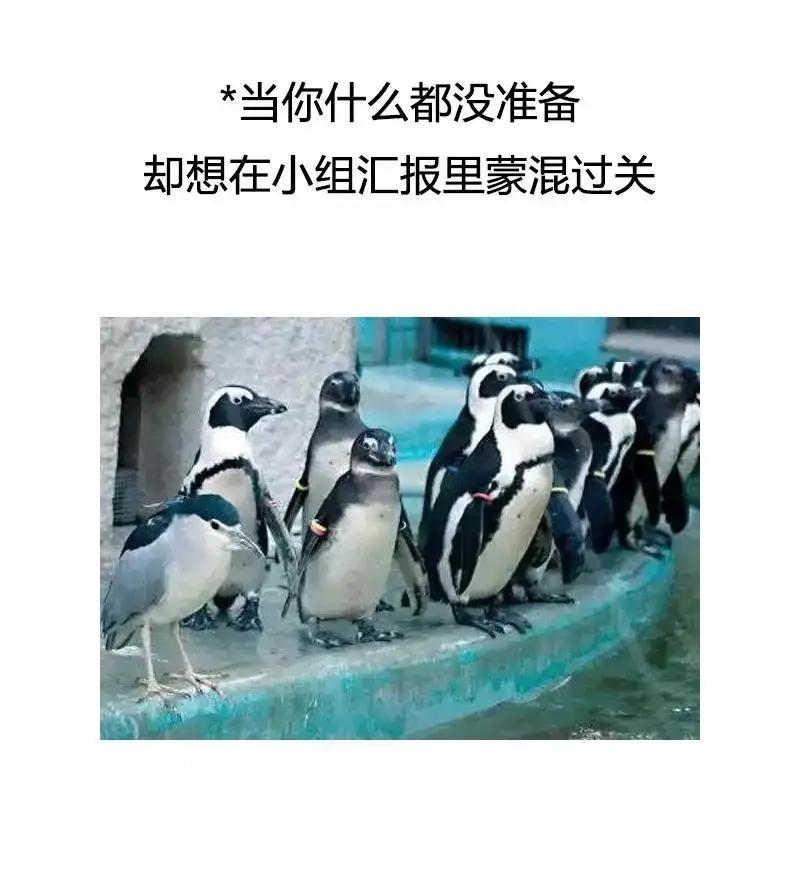 夜鹭