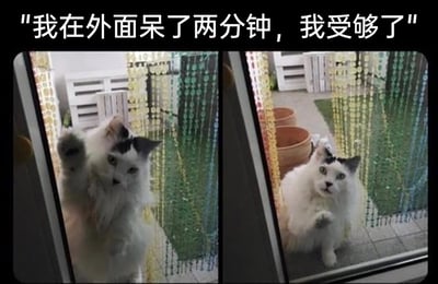这是一张左右拼接的对比图，图中是一只白灰相间的长毛猫咪。左侧画面里，猫咪站在门外，一只爪子扒着玻璃门，眼神和姿态都透露出急切，像是在催促主人开门；右侧画面里，猫咪坐在门外的地面上，一只爪子抬起，脸上带着委屈又不耐烦的神情。图片上方配有文字“我在外面呆了两分钟，我受够了”，精准又搞笑地还原了很多宠物“在家总想出门，出门没两分钟就迫切想回家”的傲娇矛盾心态，生动展现了宠物们反复无常的小性子，很容易引发养宠人士的共鸣，让人觉得可爱又好笑。