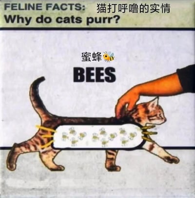这是一张搞笑科普风格的梗图，标题为“FELINE FACTS: Why do cats purr? 猫打呼的实情”。图中主体是一只橘猫，其身体中段被替换成一个透明容器，里面装满了蜜蜂，容器上方标注“蜜蜂🐝 BEES”。一只手正在抚摸猫的头部，通过夸张的视觉设计幽默地暗示“猫打呼的原因是身体里有蜜蜂”。整体采用图文混排形式，结合英文科普标题和中文注释，营造出荒诞又有趣的效果。
