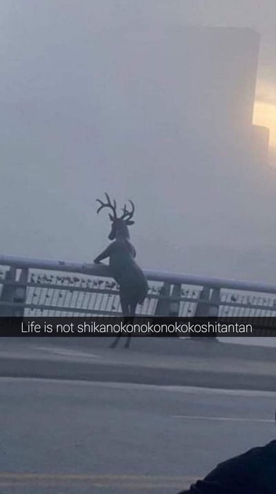 雾蒙蒙的城市大桥上，一只鹿被P成了人类的姿势，趴在桥栏杆上仿佛在惆怅远眺。图中配文「Life is not shikanokonokonokokoshitantan」，这是一个日语谐音梗：将表示「顺利、一帆风顺」的日语「順調（じゅんちょう）」，替换成了由「鹿（しか）の子」重复组成的绕口令式罗马音，用荒诞搞笑的方式吐槽人生并非一帆风顺，充满无奈感。