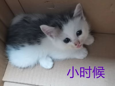 图片中一只灰白相间的小猫蜷缩在纸箱里，毛茸茸的身体显得格外可爱。它有着大大的黑眼睛，正抬头望向前方，表情好奇又无辜。右下角有紫色文字“小时候”，可能暗示着对纯真童年时光的怀念或对小猫幼年状态的可爱描述。