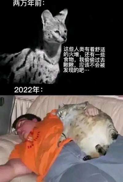 图片为上下对比结构，幽默展现猫与人类关系的演变。上方「两万年前」画面中，一只带有斑点的野猫在黑暗中警惕观察，配文体现其想偷偷接近人类获取温暖与食物的小心思；下方「2022年」画面中，一名穿橙色上衣的人类躺在床上熟睡，怀中抱着一只体型肥硕的家猫，猫显得十分放松惬意。通过时空对比，戏谑表现猫从「偷偷接近」到「完全融入人类生活并被宠爱」的转变过程。