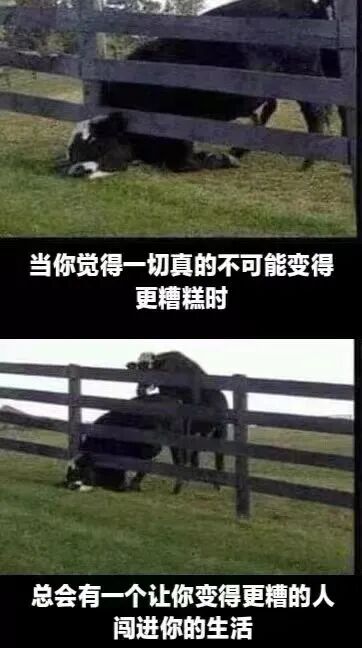 这是一张上下拼接的连环对比图，上图呈现了一头黑色的牛被卡在深色栅栏的栏杆之间，半个身子趴在草地上，处境显得十分窘迫；下图则是在上图场景的基础上，又有一头牛站在这头被卡住的牛的背上，让原本糟糕的处境雪上加霜。图中配有两段呼应场景的吐槽文字，上图配文“当你觉得一切真的不可能变得更糟糕时”，下图配文“总会有一个让你变得更糟的人闯进你的生活”，用动物的真实窘境来比喻生活中本已陷入不顺，却又遭遇新麻烦、雪上加霜的倒霉状况，充满自嘲与调侃的意味，能引发人们在面对类似困境时的共鸣。