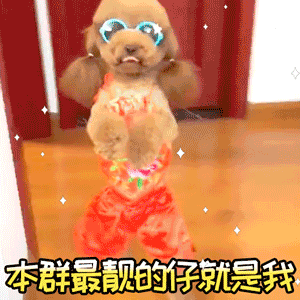 贵宾犬