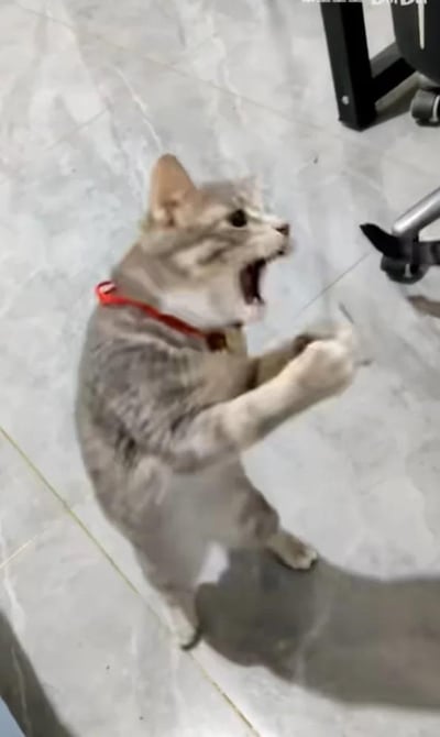一只戴着红色带铃铛项圈的狸花猫，后腿站立在浅灰色的瓷砖地面上，张大嘴巴，喉咙外露，看起来正愤怒地吼叫或哈气，两只前爪抬起，做出类似挥打的动作，似乎在对画面右侧的物品表达强烈的不满，整体姿态充满了情绪张力，展现出猫咪情绪爆发的瞬间。