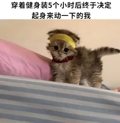 图片上方配有文字“穿着健身装5个小时后终于决定起身来动一下的我”，下方是一只戴着黄色发带（类似健身头带）和红色项圈的小奶猫，站在铺有蓝白条纹床单的床上，旁边有一个粉色枕头。小猫眼神呆萌，毛发蓬松，整体画面通过将拖延健身的人类心态与可爱小猫的形象结合，营造出幽默搞笑的效果，生动展现了人们计划健身却迟迟行动的真实状态。