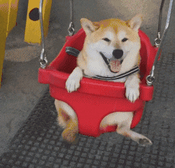 柴犬坐在红色秋千上开心摇晃