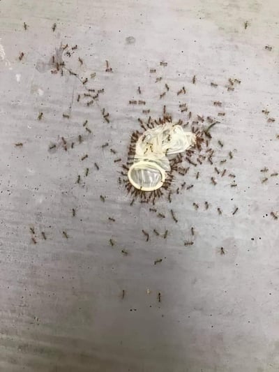 在粗糙的灰色水泥地面上，一只被丢弃的透明安全套被密密麻麻的蚂蚁团团包围，还有不少蚂蚁在安全套周边的地面上四散爬行。蚂蚁大概率是被安全套上的残留物质吸引，形成了这样的聚集场景，画面带有猎奇感。