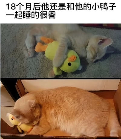 图片展示了一只橘猫与它的小鸭子玩具的温馨对比。上图中，幼年猫咪趴在地毯上，用爪子抱着绿色的小鸭子玩具熟睡；下图中，18个月后的猫咪已经长大，蜷缩在纸箱里，依然紧紧抱着同一个黄色小鸭子玩具安然入睡。两张图片形成可爱对比，展现了猫咪对玩具的长久喜爱和依赖。