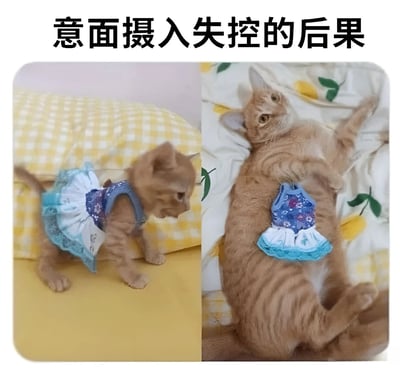 这是一张左右对比图，展示了同一只橘猫在"意面摄入失控"前后的体型变化。左侧是一只穿着蓝色连衣裙的瘦小猫，站在黄色格子背景上；右侧是同一只猫变得非常肥胖，穿着同一件已经显得很小的连衣裙，仰卧在印有柠檬图案的背景上，形成幽默的对比效果。