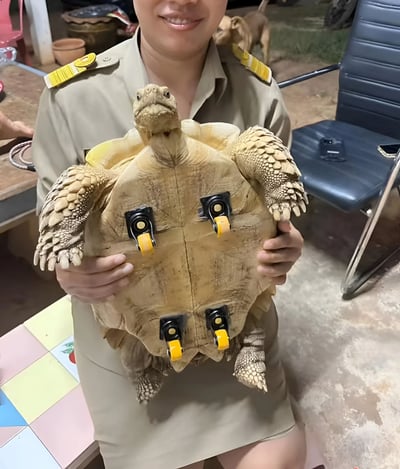图片中一名穿着制服的人双手托举着一只体型较大的乌龟，乌龟的壳上被安装了四个黑色带黄色轮子的装置，像是给乌龟装上了'代步工具'。背景中可以看到一只狗和一些桌椅，整体场景看起来像是在户外或半户外的环境中。画面充满了创意和幽默感，展现了给乌龟安装轮子这一有趣的改造。