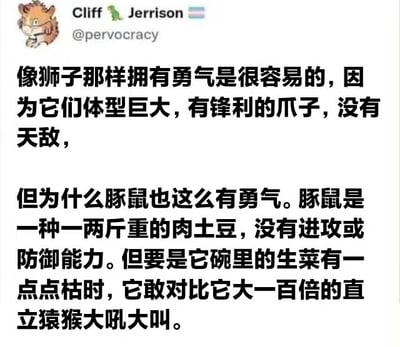 社交媒体帖子截图，用户Cliff Jerrison（@pervocracy）发布的幽默文字内容。通过对比狮子凭借体型和武器获得的“容易的勇气”，调侃豚鼠虽弱小如“一两斤重的肉土豆”、缺乏攻防能力，却会因碗中生菜稍有枯萎而对比它大百倍的人类（直立猿猴）大吼大叫，以反差萌展现小动物因食物引发的“无畏”，风格轻松诙谐。
