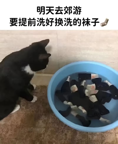图片上方有文字“明天去郊游 要提前洗好换洗的袜子”并配袜子 emoji，下方是一只黑白相间的猫咪（白色爪子和胸部）蹲坐在瓷砖地板上，正好奇地凝视着一个装满水的蓝色水盆，盆中浸泡着多只黑色袜子，袜子的白色脚尖部分与猫咪的白色爪子形成有趣的视觉呼应，仿佛猫咪在“监督”或“参与”洗袜子的准备工作，整体营造出轻松幽默的氛围。