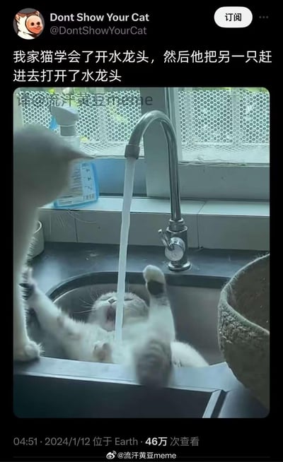 这是一张社交媒体截图，记录了两只猫咪的搞笑日常：一只猫咪学会了操作水龙头，还特意把另一只猫咪赶到水槽中，随后打开水龙头让水淋在同伴身上。被水淋的猫咪躺在水槽里，四肢放松，看起来既懵懵懂懂又有点享受，画面充满趣味，配文详细说明了事件的经过，让整个场景的笑点更突出。