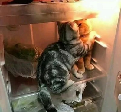 一只灰白相间的虎斑猫坐在打开的冰箱内部隔板上，正专注地用鼻子嗅闻或用爪子触碰旁边的一个橘色猫形毛绒玩具。冰箱内可见一些用塑料袋包裹的蔬菜，整体画面温馨有趣，展现了宠物猫咪的好奇心和调皮日常。