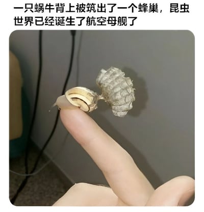 图片展示了一只被人用手指托着的蜗牛，其贝壳上附着了一个形似蜂巢的结构。上方配有文字“一只蜗牛背上被筑出了一个蜂巢，昆虫世界已经诞生了航空母舰了”，通过将背着蜂巢的蜗牛幽默比喻为昆虫界的“航空母舰”，营造出有趣的视觉效果和创意联想。