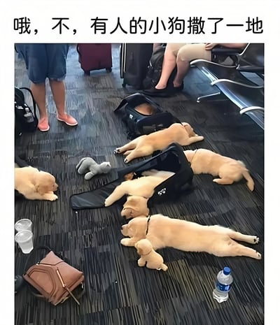 机场候机区的地面上散落着多只金毛幼犬，有的从打开的宠物航空箱中探出身体，有的直接趴在地毯上休息。周围可见旅客的行李箱和座椅，还有一个灰色毛绒玩具和水瓶散落在小狗中间。图片上方配有文字"哦，不，有人的小狗狗撒了一地"，以幽默口吻描述这一场景。