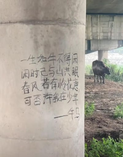 图片前景为一根混凝土桥柱，柱身有手写毛笔字诗歌：“一生如牛不得闲，闲时已与山共眠。春风若有怜花意，可否许我在少年——牛写”。背景中，桥下空地上站着一头黑色水牛，周围有稀疏植被和另一根桥柱，整体呈现乡村野外的场景。诗歌表达了对辛劳一生的感慨与对重返少年时光的向往，而署名“牛写”与背景中的真实水牛形成趣味呼应，暗合诗中“如牛”的比喻。