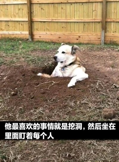 一只白色和浅棕色的狗坐在自己挖的洞里，背景是木质围栏和草地。图片底部有文字说明：'他最喜欢的事情就是挖洞，然后坐在里面盯着每个人'。这张照片捕捉了狗狗有趣的行为习惯，展现了宠物调皮可爱的一面。