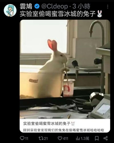 这是一张趣味满满的社交媒体截图，画面中实验室里的一只白色兔子扒在台面上，两只前爪扶着吸管，正“偷喝”一杯蜜雪冰城的饮品，姿态拟人化十足，充满反差萌。配文调侃这只兔子的可爱行为，让人忍俊不禁。
无双关、谐音梗或暗示内容，仅为真实拍摄的搞笑动物场景。