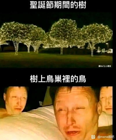 这是一张上下结构的对比梗图：上图呈现了圣诞节期间被密密麻麻的白色圣诞灯串挂满的树木，灯光耀眼夺目；下图则使用三个表情扭曲、眼睛因强光刺激而半眯半睁的真人表情包，拟人化地表现树上鸟巢里的鸟被灯光晃得无法正常休息的崩溃状态。通过拟人化的对比，用幽默的方式吐槽圣诞装饰灯光对鸟类生活的影响，笑点在于将鸟类的不适转化为人类的崩溃表情，十分生动形象。