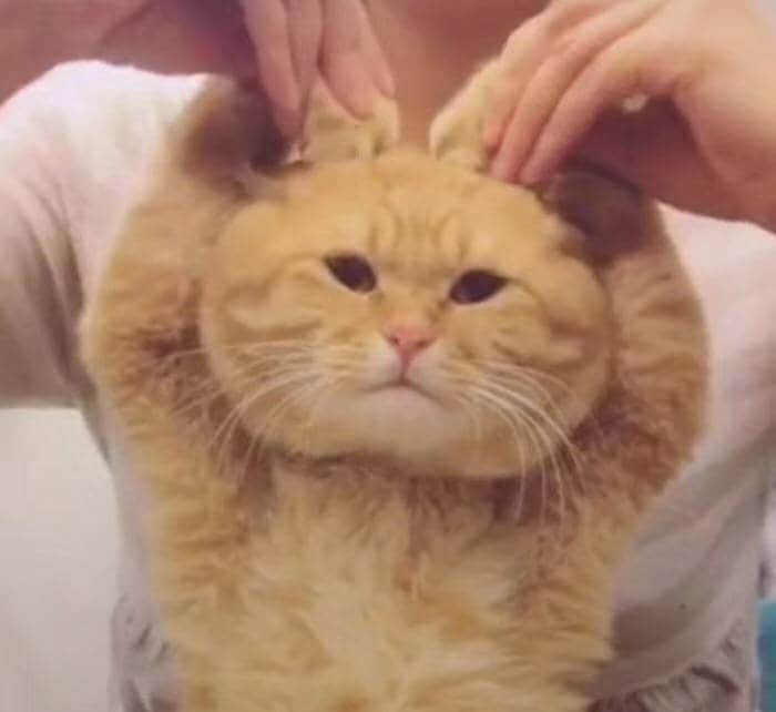 被捏住耳朵的橘猫