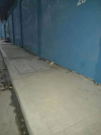 夜晚的城市小巷中，一只猫蹲坐在人行道上，眼睛在昏暗光线下反射出明亮的光芒。小巷两侧是高耸的蓝色墙壁，地面上有一个方形的井盖。巷子显得有些狭窄，地面上散落着一些垃圾和杂物，整体氛围有些神秘而安静。