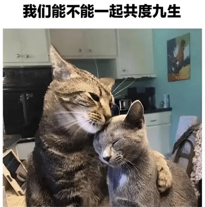 图片中两只猫咪在厨房里展现出亲密的互动，体型较大的虎斑猫用前爪搂着体型较小的灰色猫，并用头轻吻灰色猫的额头，两只猫都闭着眼睛，表情十分享受和温馨。图片上方配有文字“我们能不能一起共度九生”，利用猫咪有九条命的传说，创造出浪漫的告白氛围。