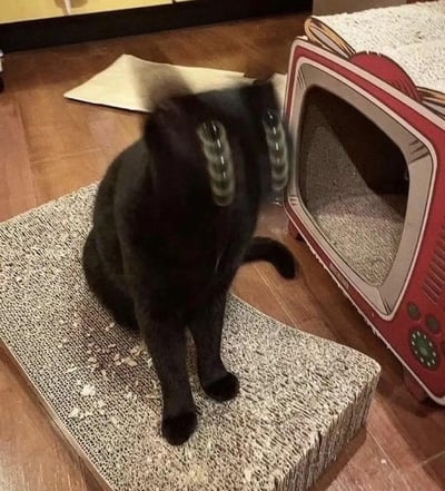 一只黑色猫咪坐在方形猫抓板上，正快速摇头，眼睛因为动态模糊呈现出重影效果，看起来像是“眼睛被甩出来”的滑稽模样，旁边是复古电视机造型的猫抓板窝，整体画面充满趣味，是宠物日常里的搞笑瞬间。