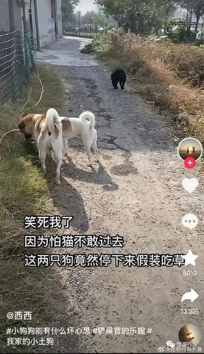 两只小狗因为害怕前方的黑猫不敢继续前行，竟然停下来假装吃草。图片展示了乡村小路上有趣的动物互动场景，体现了动物们可爱又搞笑的一面。