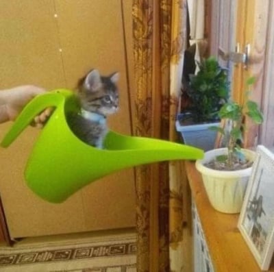 一只灰色条纹小猫乖巧地坐在绿色浇水壶中，被人举着对准窗台上的盆栽，仿佛正要给植物浇水。猫咪表情淡定，眼神看向一侧，形成一幅既可爱又有趣的画面。