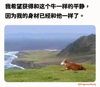 这是一张文字加注类的静态梗图，画面上方配有黑色简体中文文字“我希望获得和这个牛一样的平静，因为我的身材已经和他一样了。”，下方的实拍图片中，一头棕白相间的黄牛卧在临海的绿色草坡上，姿态悠闲放松，背景是延伸向海岸的开阔崖地与翻涌着白色浪花的海面，整体风景开阔治愈。文字与画面结合，以自嘲的方式调侃自身身材与牛相似，同时表达出对牛所拥有的悠闲平静状态的向往，用幽默的方式传递出对生活松弛感的追求。