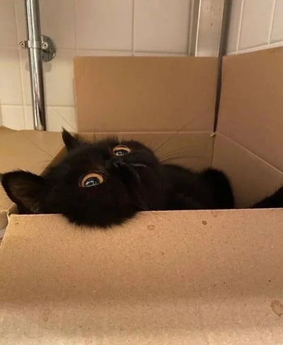 一只纯黑色的猫咪蜷缩在打开的纸箱里，仅将脑袋和部分身体探出箱外。它仰着头，圆溜溜的黄色眼睛瞪得很大，眼神中充满好奇与呆萌，胡须自然垂下。背景是浅色瓷砖墙面，推测为浴室环境。猫咪与纸箱的经典组合展现出宠物的可爱天性，整体画面温馨治愈，传递出轻松愉快的氛围。