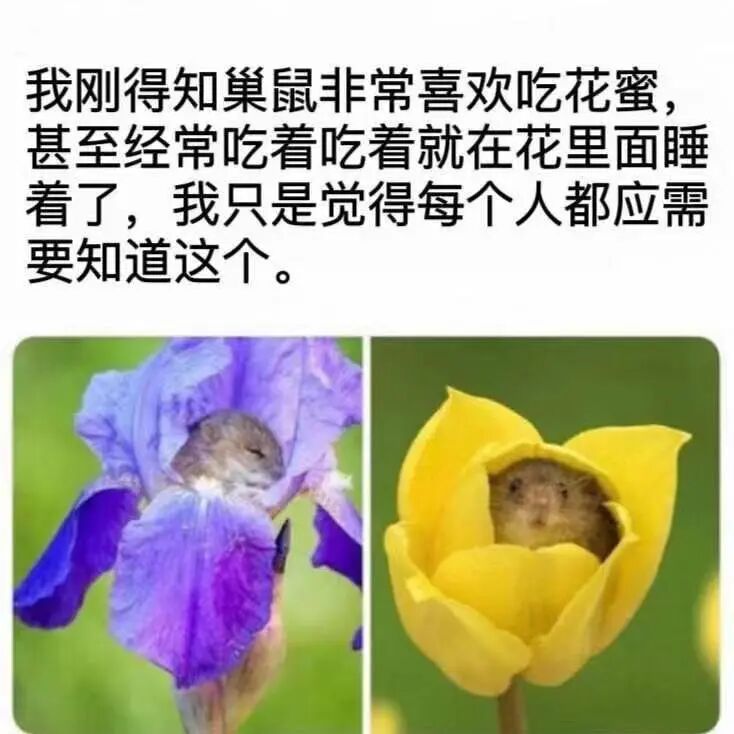 巢鼠