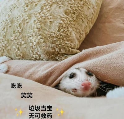 图片中一只白色小宠（疑似雪貂或类似小动物）从浅棕色毯子下探出头，露出粉鼻头和圆溜溜的眼睛，表情好奇又带点俏皮。背景是一个金色纹理的枕头，整体场景温馨可爱。图片左侧有竖排文字：“吃吃 笑笑 垃圾当宝 无可救药”，其中“垃圾当宝 无可救药”两侧配有黄色星星特效，文字风格轻松幽默，像是在调侃一种乐观随性、把平凡小事当乐趣的生活态度。