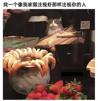 这是一张带有文字加注的静态单图，画面主体是一只灰白相间的猫咪，它趴在桌沿，眼睛圆睁，眼神里满是渴望与专注，直勾勾地盯着前方玻璃容器里摆放成圈的熟虾，仿佛被这盘美食牢牢吸引。容器下方摆放着一堆新鲜的红色草莓，背景中能看到部分桌面和人的手。图片顶部配有文字“找一个像我家猫注视虾那样注视你的人”，用猫咪对美食的极致专注和渴望，来比喻希望能找到一个满眼都是自己、无比在意和专注于自己的人，以萌宠的可爱反应来传递对真挚偏爱与在意的情感期许，风格温馨又有趣。