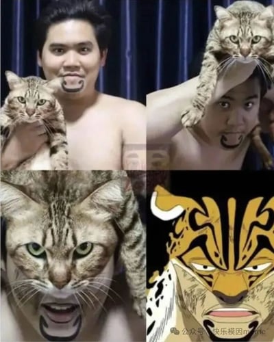 这是一张四格拼接图，展示了一名赤裸上身的男子与一只虎斑猫的互动。左上格中男子左手抱着猫，脸上画着猫的嘴巴；右上格中男子将猫举在头顶；左下格是猫脸部的特写；右下格则是一个卡通老虎的面部形象，与猫的表情形成对比。整个图片通过真实人物、真实动物与卡通形象的结合，创造出幽默滑稽的效果。