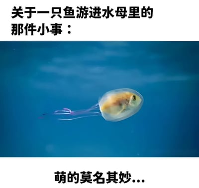 图片上方有黑色文字“关于一只鱼游进水母里的那件小事：”，中间是一张水下场景照片，展示了一条黄色的小鱼恰好游进了一只透明水母的伞状体中，水母有紫色的触手，背景是蓝色的海水。图片下方有黑色文字“萌的莫名其妙...”，整体营造出一种自然生物间意外互动的可爱氛围。