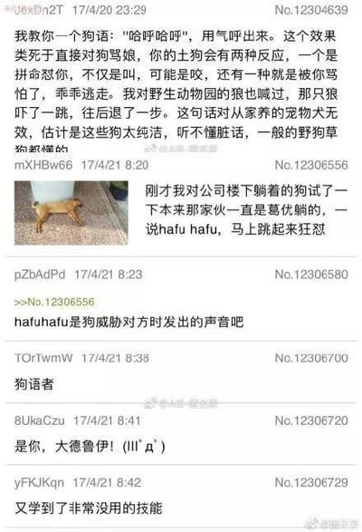 社交媒体截图展示了一个关于"狗语"的有趣讨论。原帖声称对狗说"哈哈哈哈"能达到骂狗的效果，引发两种反应：攻击或逃跑，还提到对动物园狼也有效但对家养宠物犬无效。下方有多个评论，有人晒出自己测试"hafu hafu"让躺平的狗突然狂怒的经历，有人分析这可能是狗的威胁声，还有人调侃楼主是"狗语者"或"大德鲁伊"，最后有人总结为"学到了非常没用的技能"。