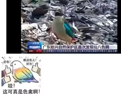图片上半部分为CCTV 13新闻频道的视频截图，画面中是广东始兴自然保护区首次发现的仙八色鸫，这只鸟羽毛呈绿、黄、红等多种颜色，站立在枯叶堆中，新闻字幕显示相关发现信息。下半部分是一幅卡通插画，画中是一只拥有彩虹色羽毛的鸟，周围配有“好色！瞧这色儿！好色！哇！这可真是色禽啊！”的文字。
图片运用了谐音梗，“色禽”表面指仙八色鸫羽毛颜色丰富，实际谐音“色禽”制造幽默效果，将严肃的新闻内容与轻松的网络调侃结合。