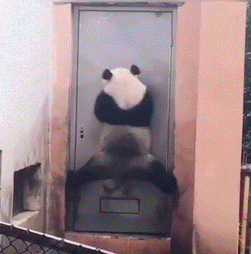 这是一张利用视觉错位效果制作的动态GIF，将真实熊猫的背部图像与一扇门的图案完美合成，熊猫的身体轮廓和门的边框重合，看起来仿佛熊猫正扒在门上，姿势滑稽有趣，通过视觉错觉制造出诙谐的效果，没有双关、谐音梗等额外含义，单纯以趣味视觉效果逗乐观众。