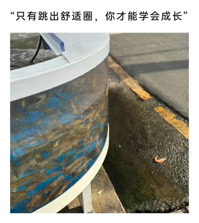 这是一张带有强烈反讽意味的网络梗图，图片顶部配有励志标语“只有跳出舒适圈，你才能学会成长”，画面主体是一个装着大量活虾的圆形水族箱，而在水族箱外的干燥路面上，躺着两只已经死亡的虾。这张图用现实的场景反差，调侃了脱离实际的“跳出舒适圈”励志口号，暗示盲目跳出自己的生存环境，带来的不是成长而是毁灭，用幽默的方式解构了鸡汤式的励志话语。