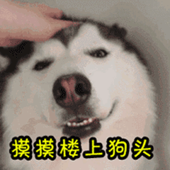 摸摸楼上狗头 动图